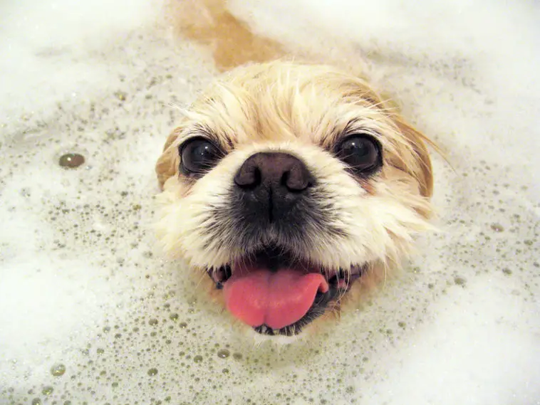How often should I bathe my Chihuahua?