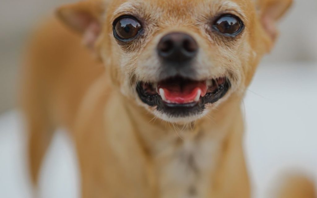 When Do Chihuahuas Lose Their Baby Teeth? - The Halo Pets