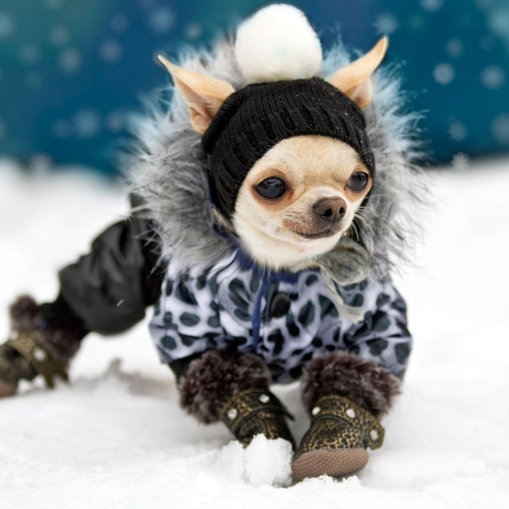 what-temperature-is-too-cold-for-chihuahua