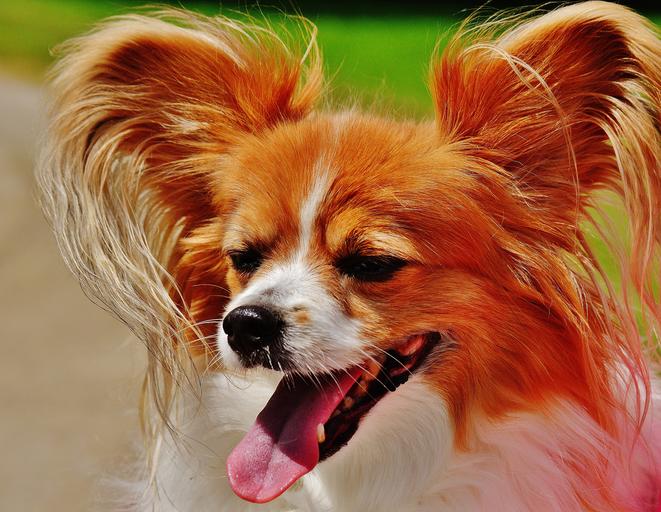 Why Do Chihuahuas Stick Their Tongue Out?