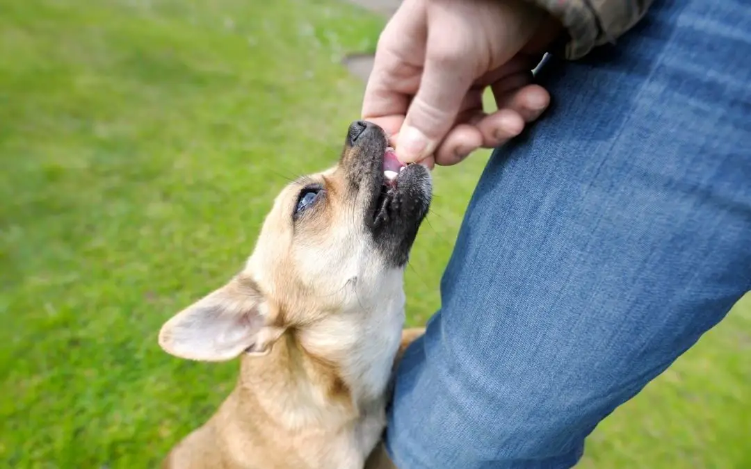 why are chihuahuas so scared