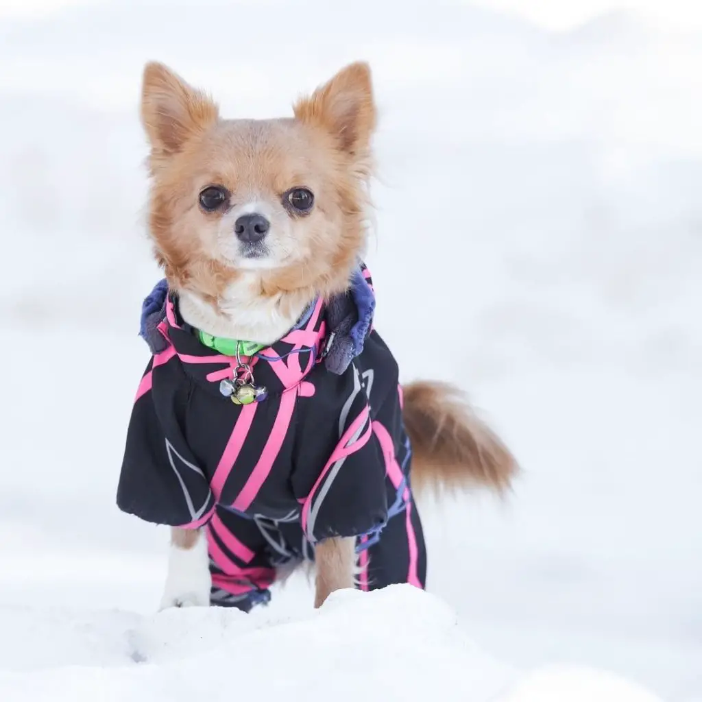 what-temperature-is-too-cold-for-chihuahua