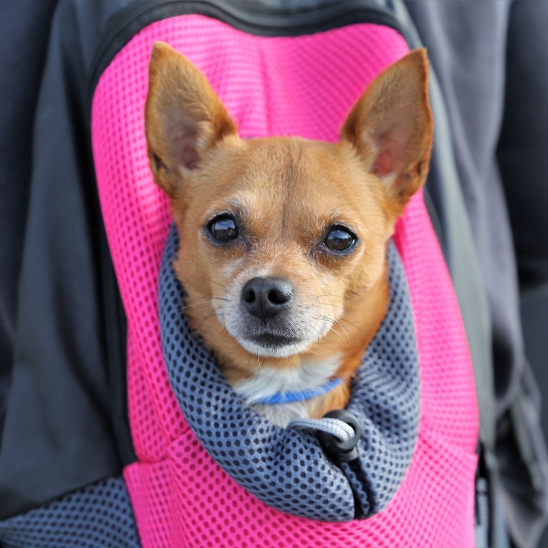 What Temperature Is Too Cold For Chihuahua? All You Need To Know