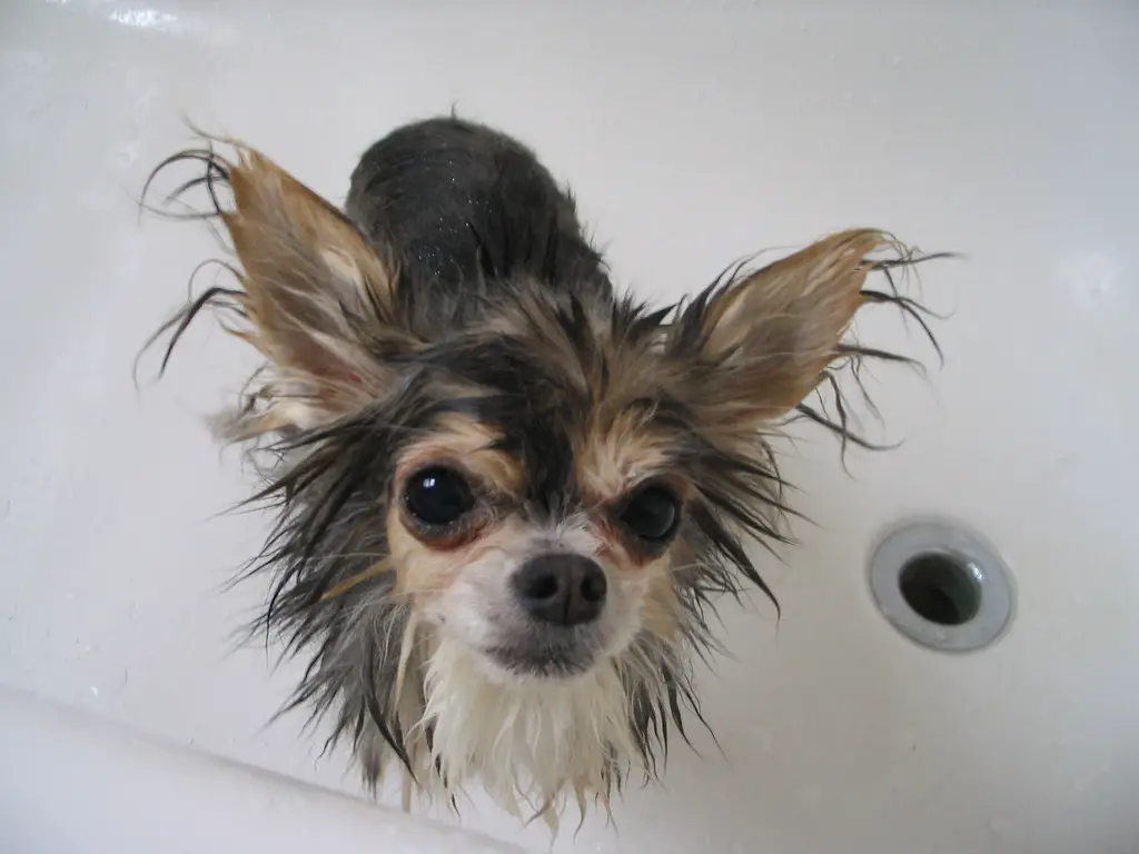 How often should I bathe my Chihuahua?