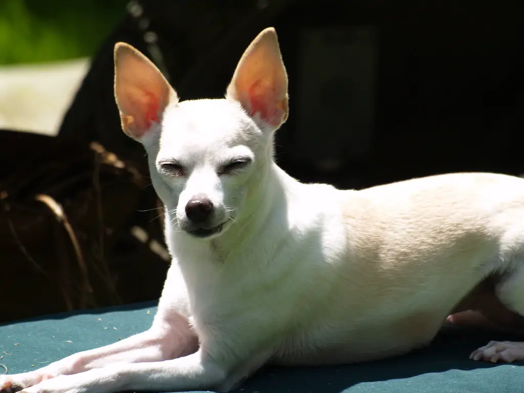 Why Do Chihuahuas Squint?