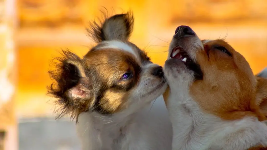 do-chihuahuas-get-along-with-other-dogs