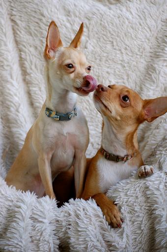 Are Chihuahuas smart?