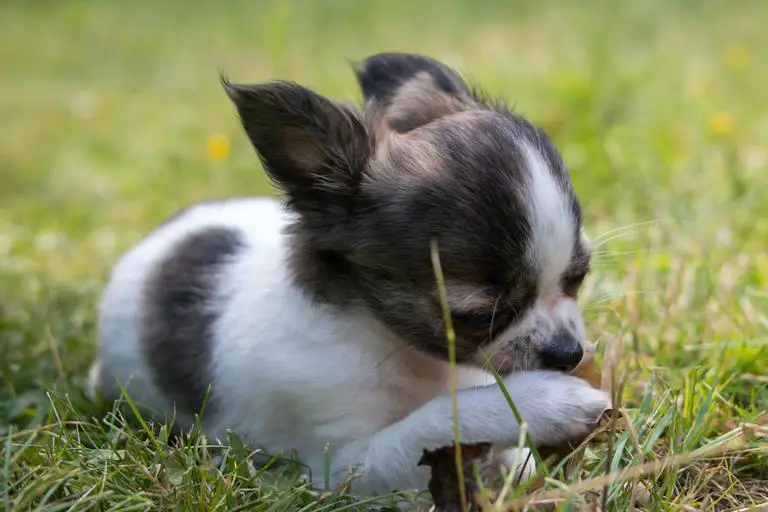 Why does my Chihuahua snort like a pig?