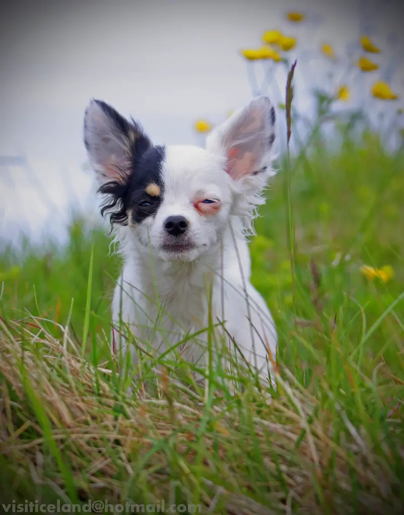 Why Do Chihuahuas Squint?