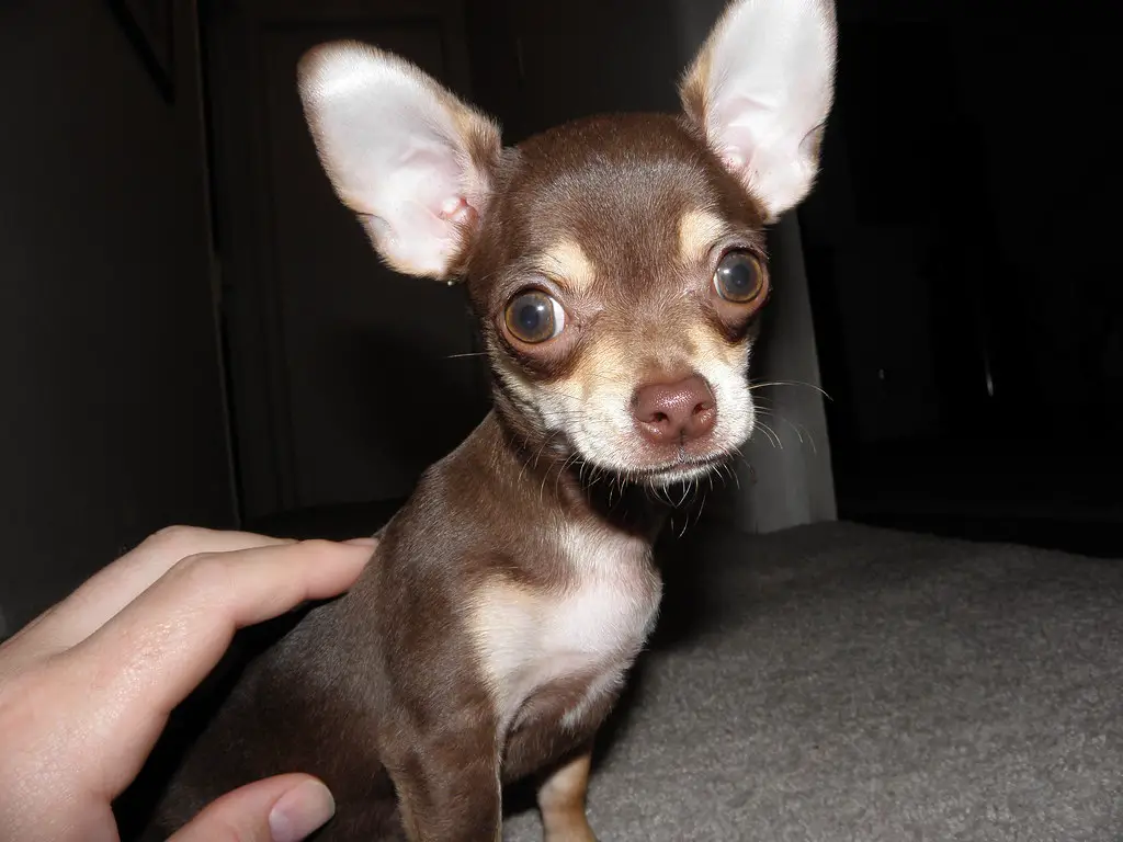 Why do Chihuahuas have big ears?