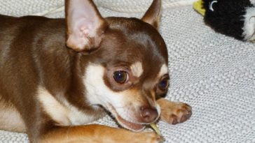 why does my Chihuahua snort like a pig