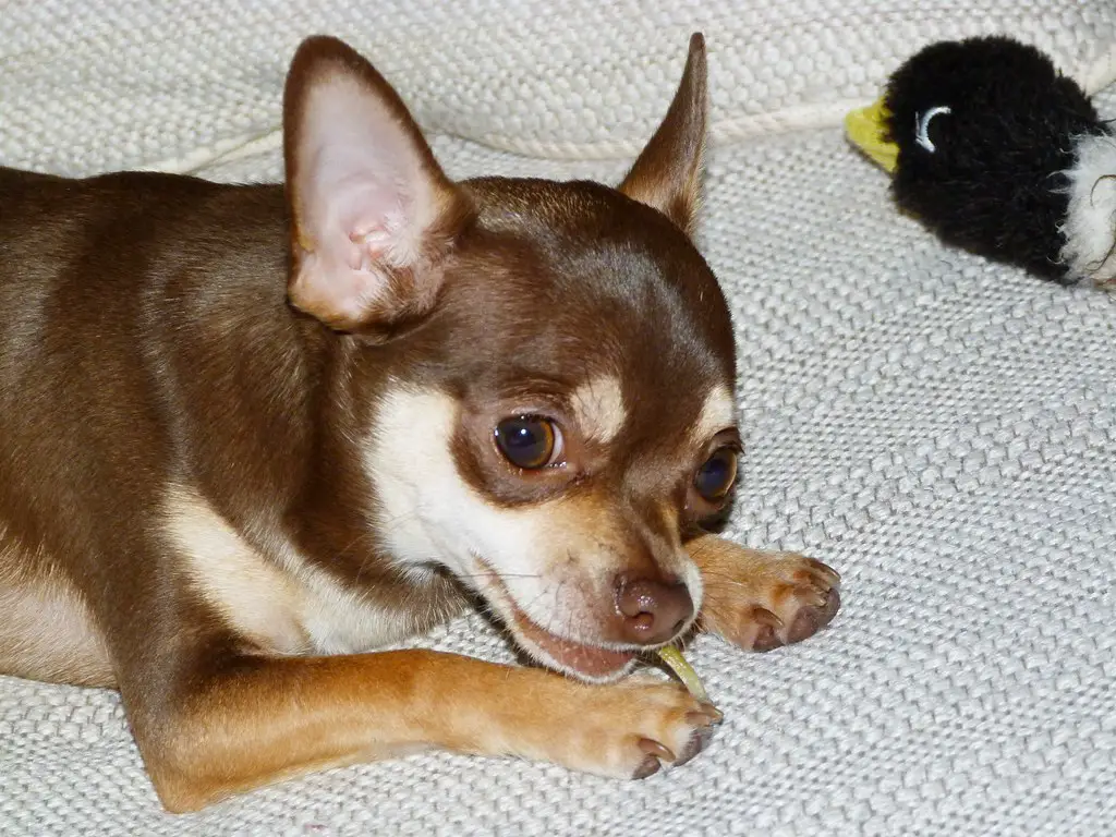 why does my Chihuahua snort like a pig