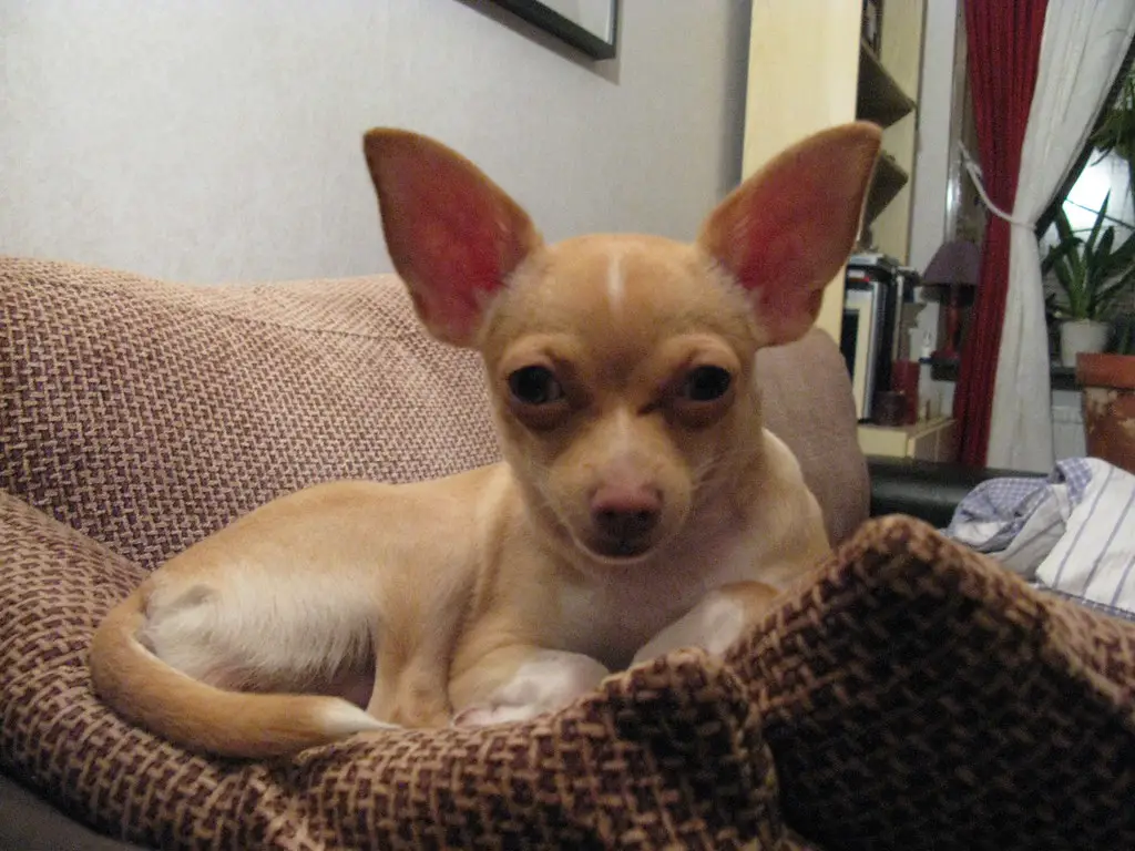 Why does my Chihuahua have bad breath?