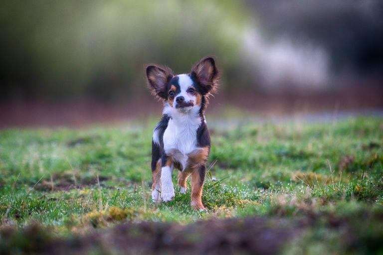 Why do Chihuahuas have big ears?