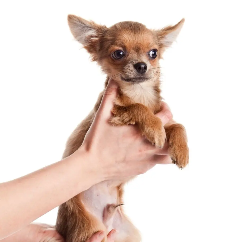 why are chihuahuas so scared
