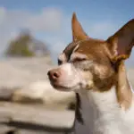 Why Do Chihuahuas Squint?