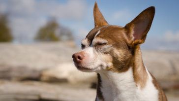 Why Do Chihuahuas Squint?