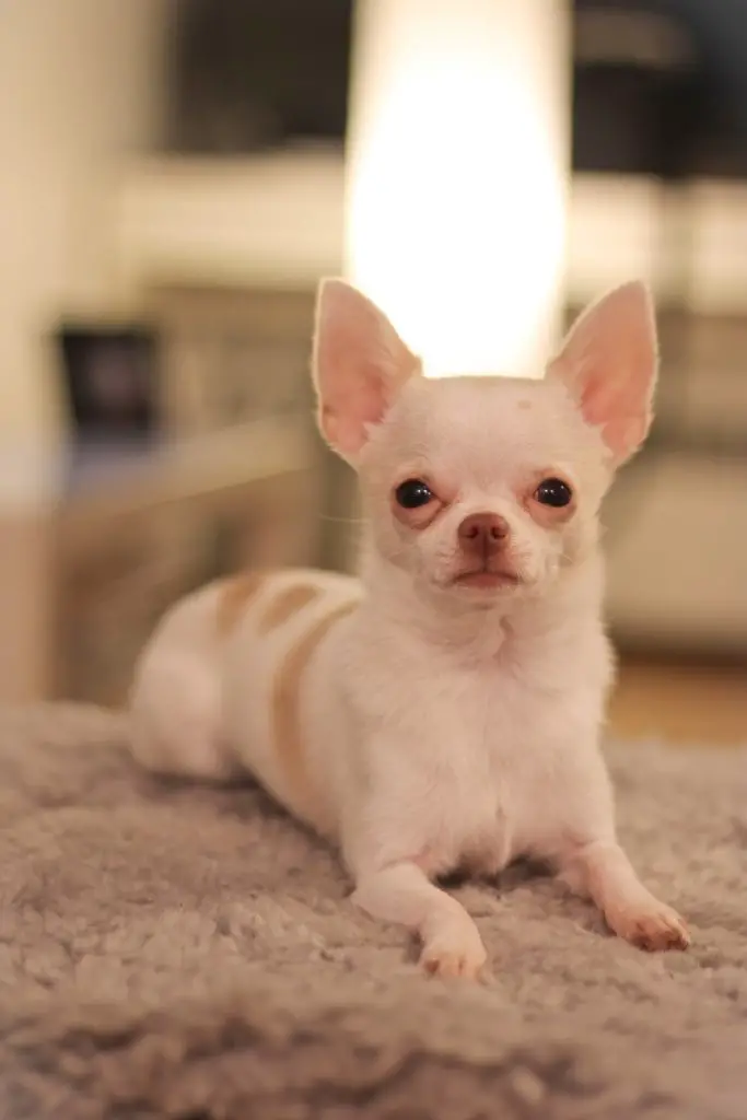 do chihuahuas shed a lot