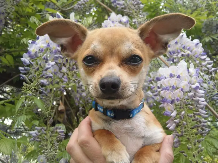 Are Chihuahuas smart?