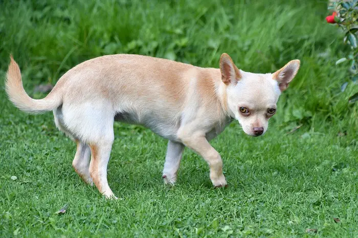 How long can a Chihuahua hold its bladder