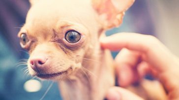 What are Chihuahuas allergic to?