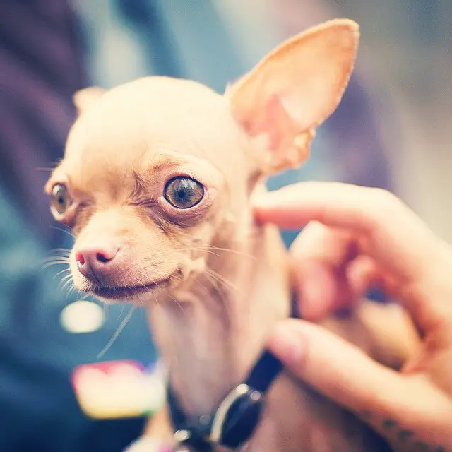 What are Chihuahuas allergic to?