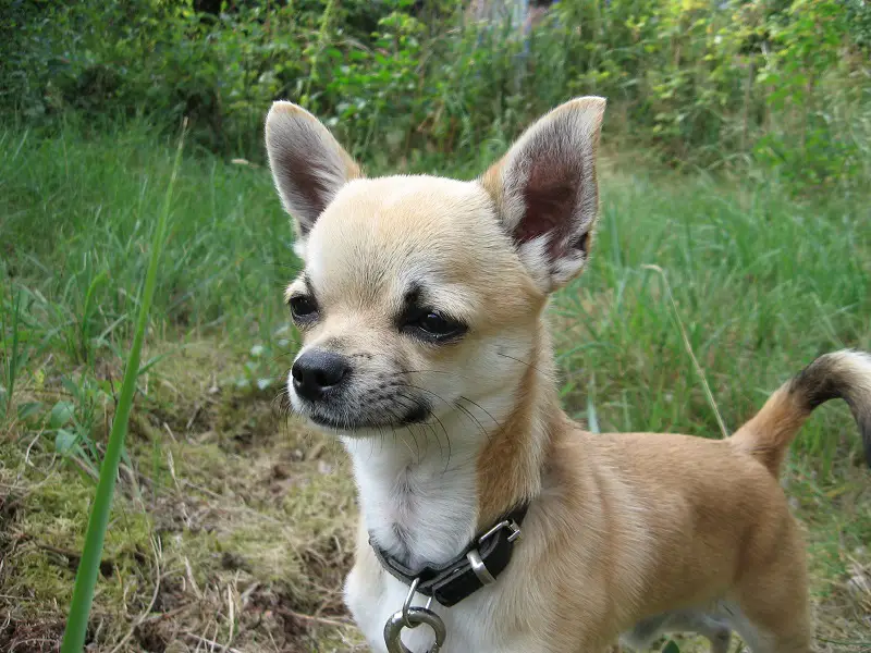 Why Do Chihuahuas Squint?