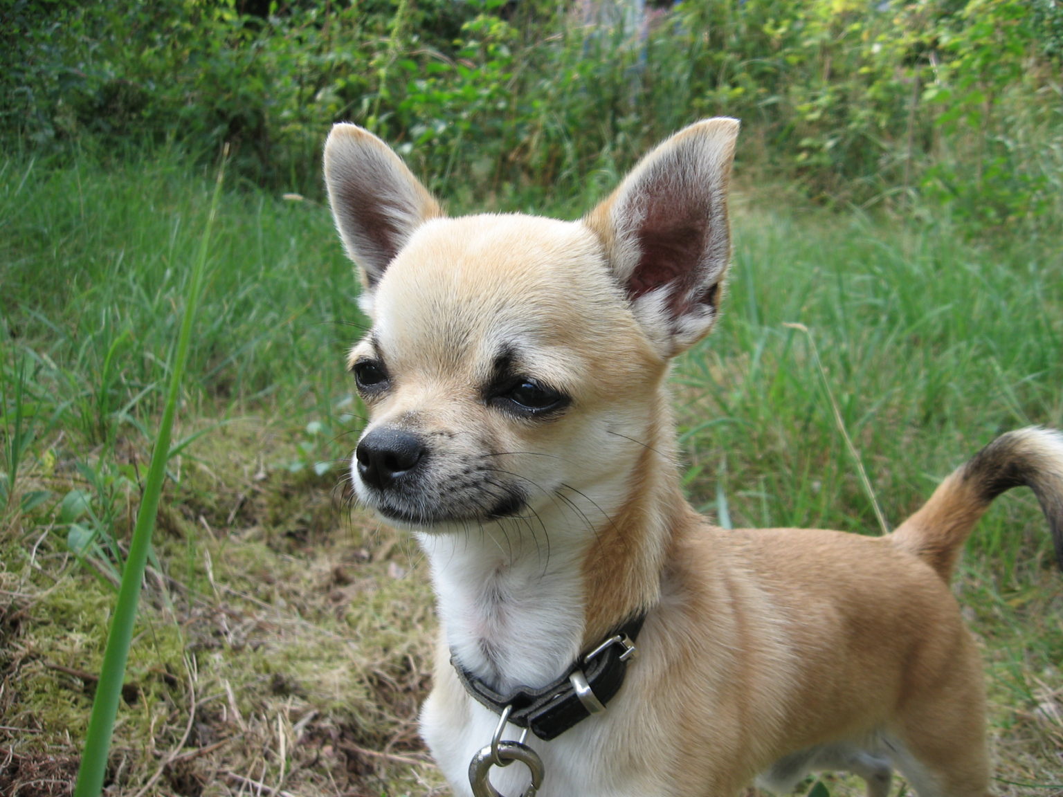 12-common-health-problems-in-chihuahuas-what-to-do-about-them