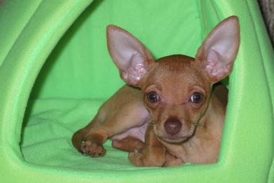 why do chihuahuas like to be under the covers