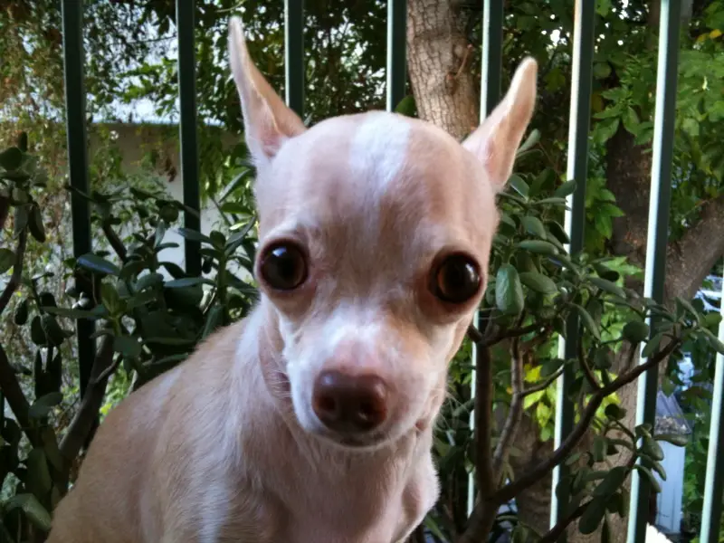 Why do Chihuahuas have big ears?