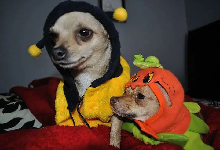 are chihuahuas better in pairs