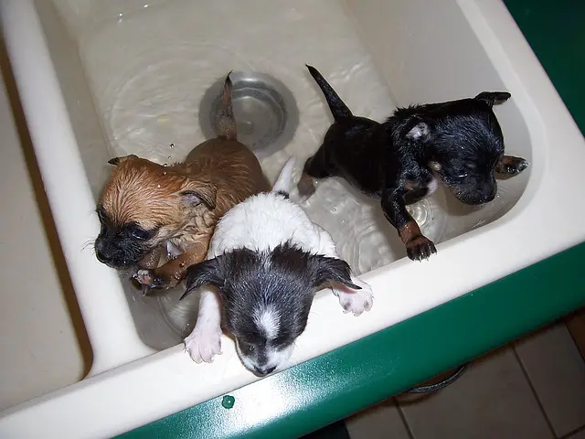 How often should I bathe my Chihuahua?