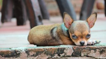 Can Chihuahuas live outside?