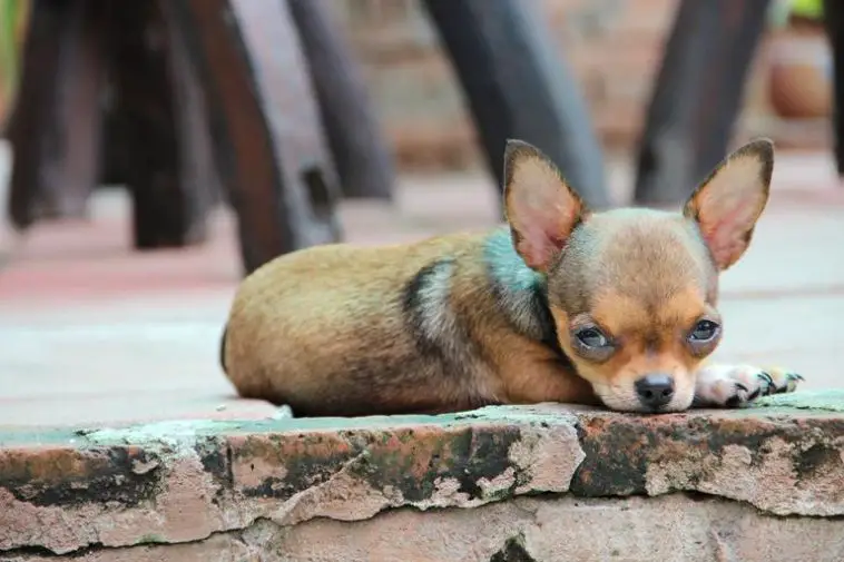Can Chihuahuas live outside?