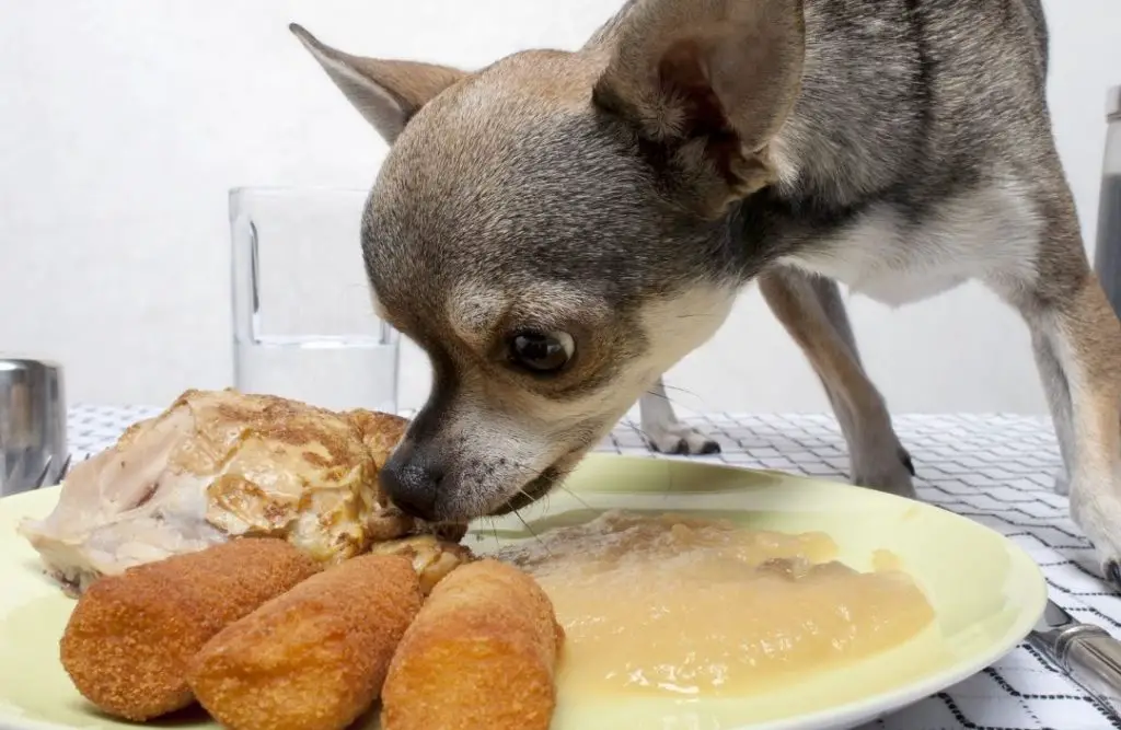 Can Chihuahuas Eat Sausage? Your Complete Guide