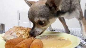 can-chihuahuas-eat-sausage