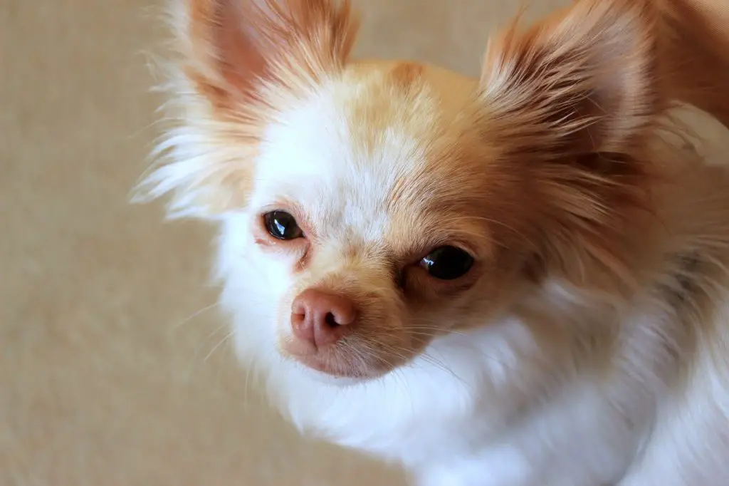 Why do Chihuahuas lick so much?