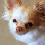 Why do Chihuahuas lick so much?