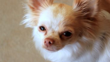 Why do Chihuahuas lick so much?