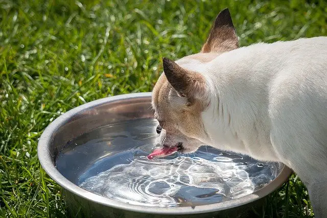 Why Do Chihuahuas Stick Their Tongue Out?