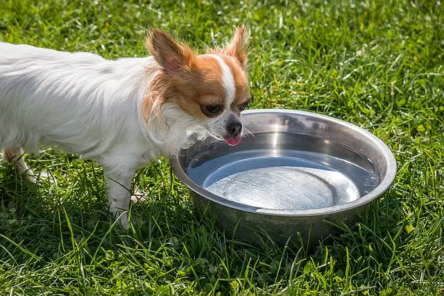 Do Chihuahuas like to swim?