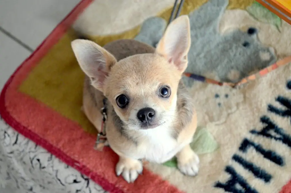 Are Chihuahuas smart?