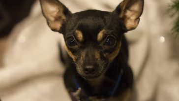 When Do Chihuahua Puppies Ears Stand Up?