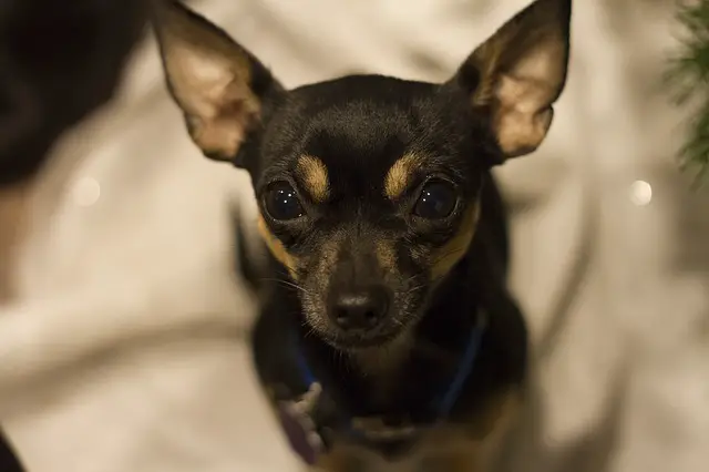 When Do Chihuahua Puppies Ears Stand Up?