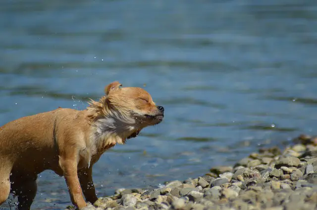 Do Chihuahuas like to swim?