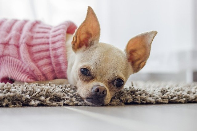 When Do Chihuahua Puppies Ears Stand Up?