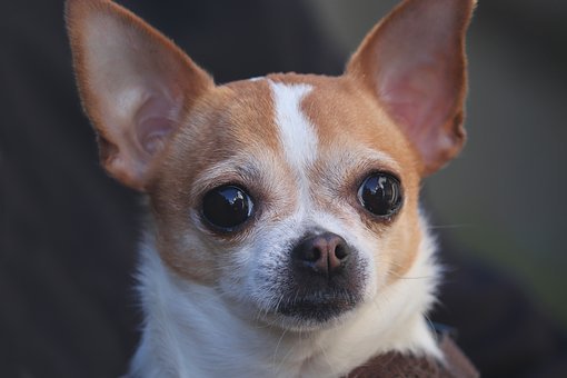 Why does my Chihuahua have bad breath?