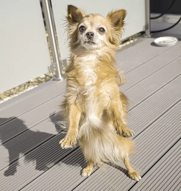 How high can Chihuahuas jump?
