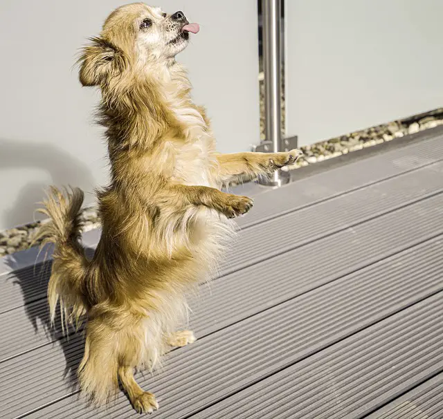 How high can Chihuahuas jump?