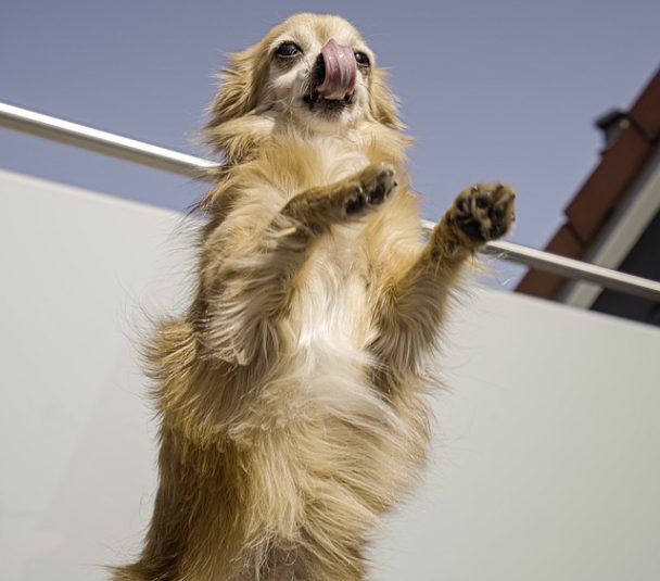 How High Can Chihuahuas Jump & How to Keep It Safe (2022)